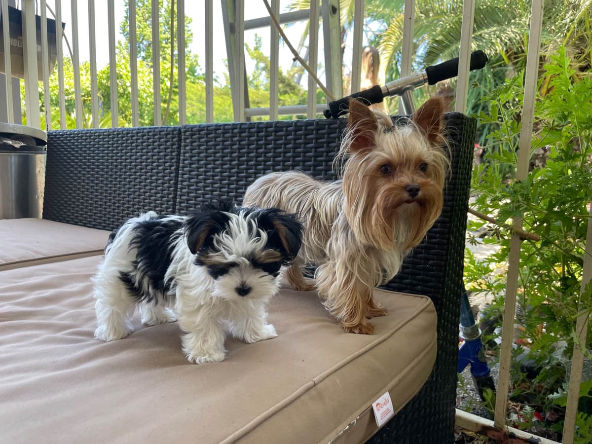 Yorkshire Terrier Puppies breeder image 9