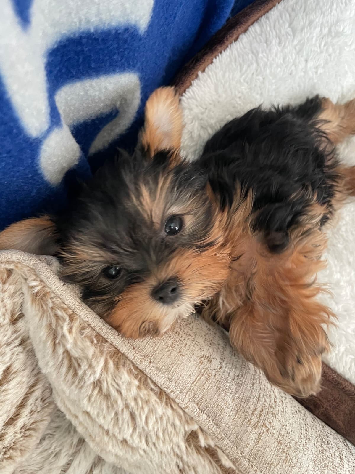 Yorkshire Terrier Puppies breeder image 13