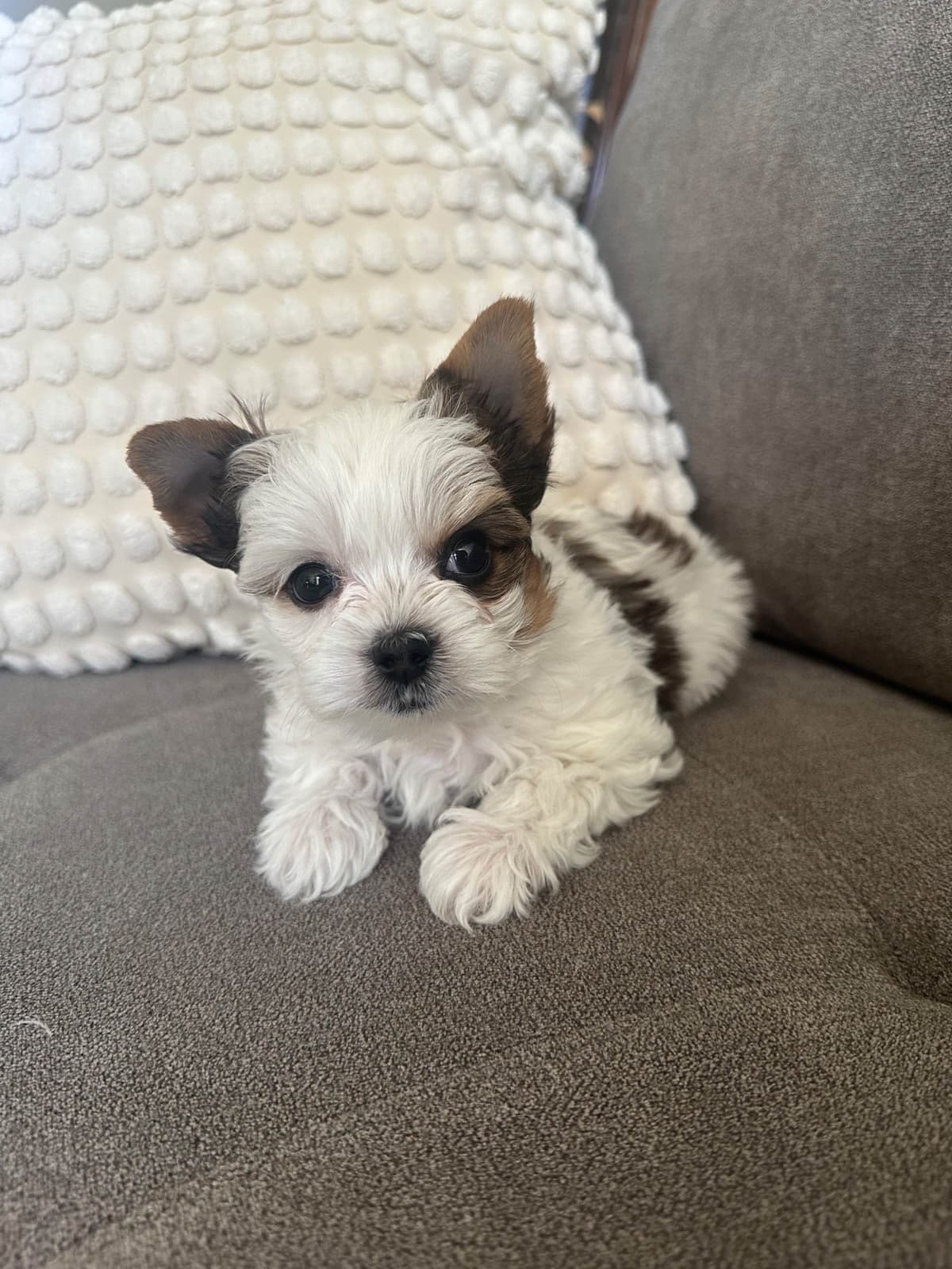 Yorkshire Terrier Puppies breeder image 15