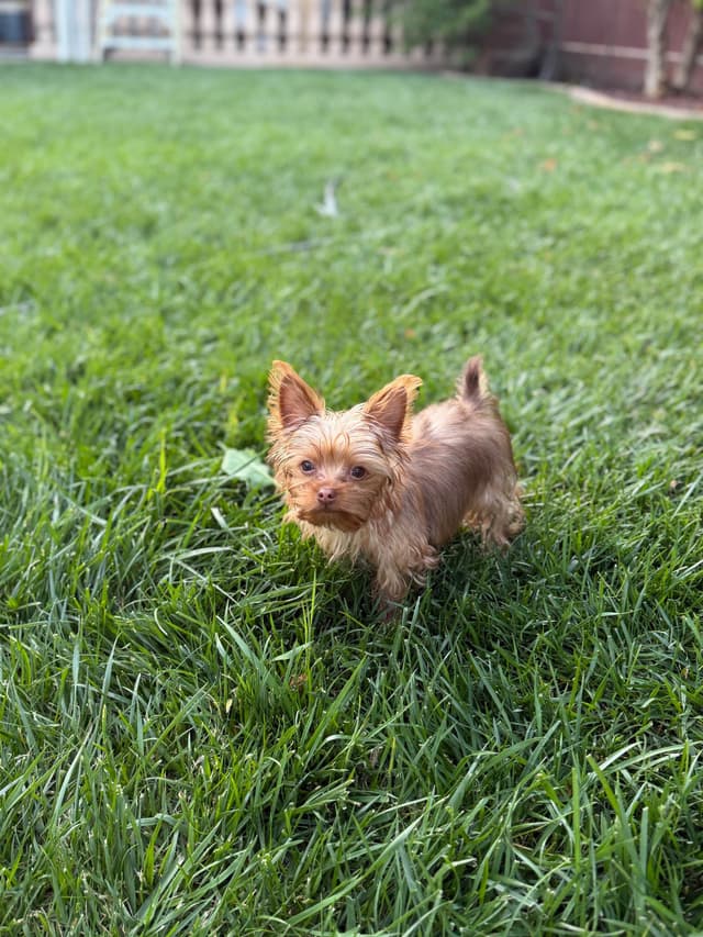 Yorkshire Terrier Puppies media 2