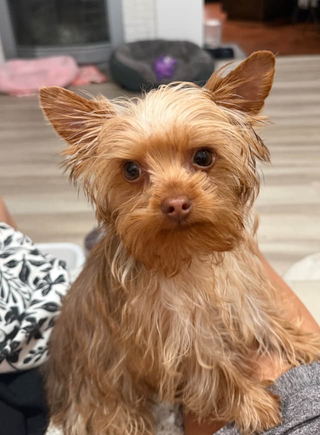 Yorkshire Terrier Puppies media 3