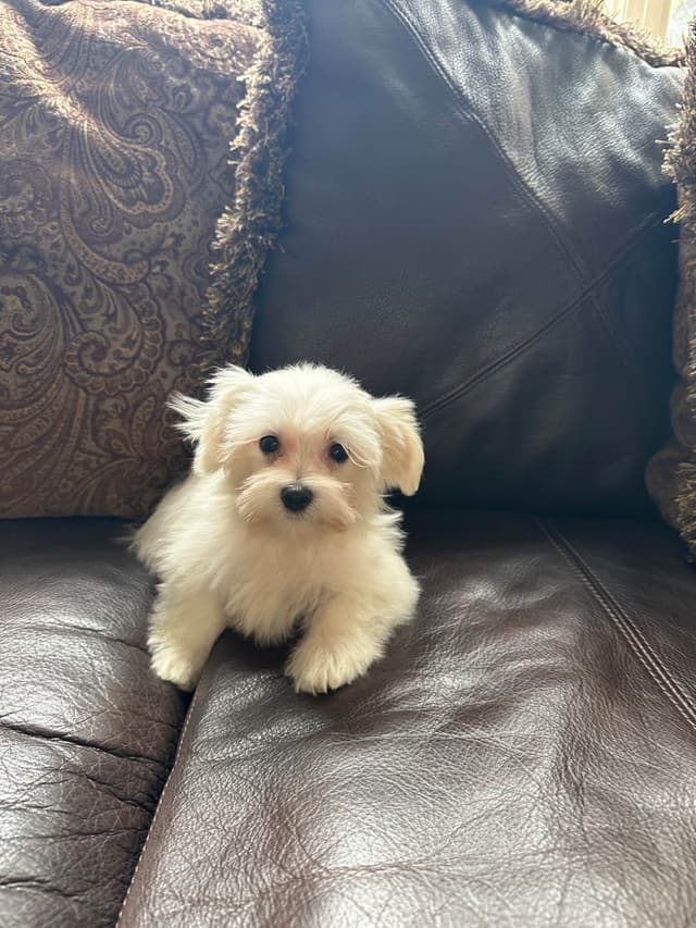 Maltese Puppies media 2