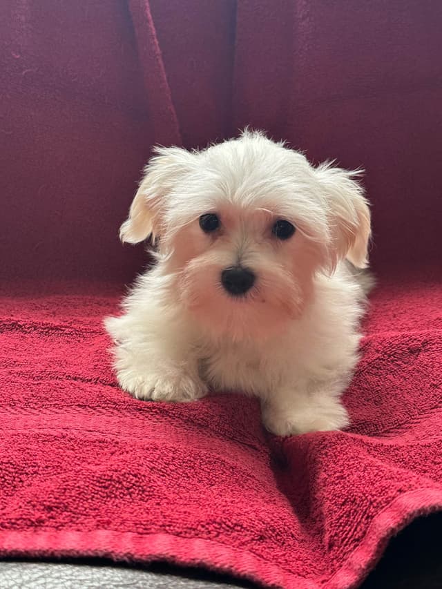 Maltese Puppies media 3