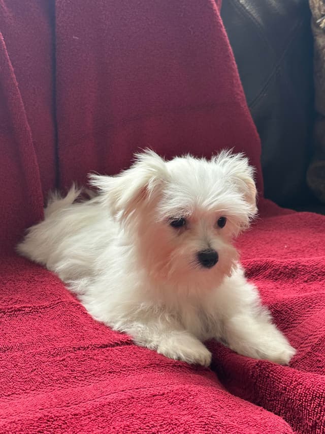 Maltese Puppies media 4