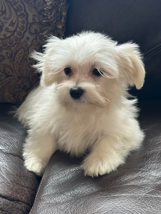 Maltese Puppies media 5