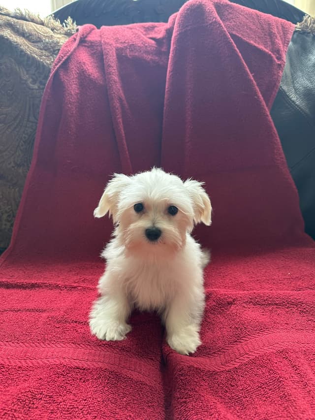 Maltese Puppies media 6
