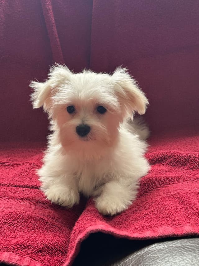 Maltese Puppies media 7