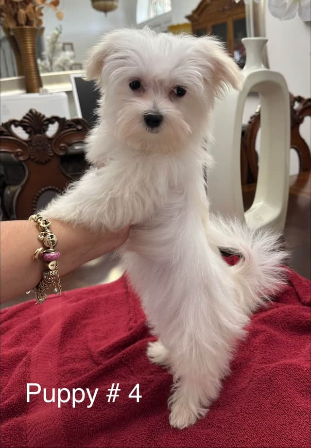 Maltese Puppies media 2