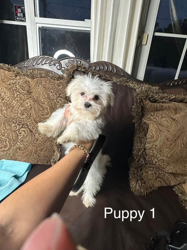 Maltese Puppies media 3