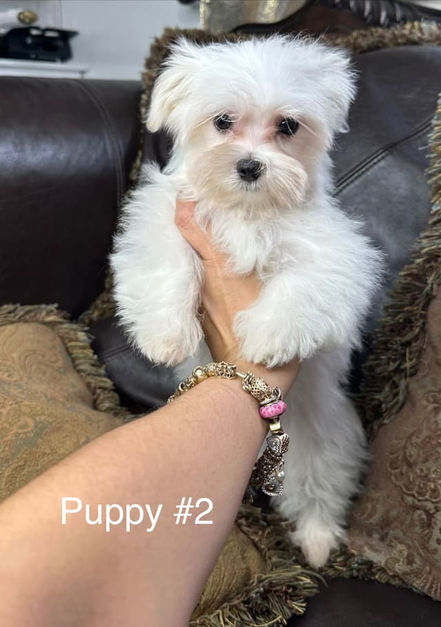 Maltese Puppies media 4
