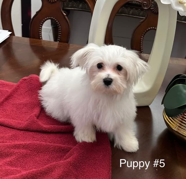 Maltese Puppies media 5