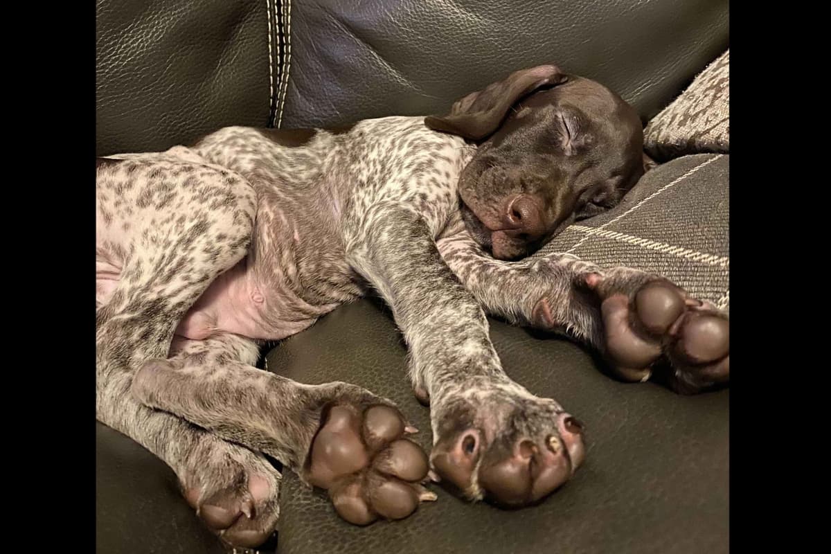 Chocolate Havanese Litter Expected May 15! breeder image 1