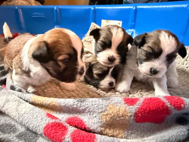 Chocolate Havanese Litter Expected May 15! media 2