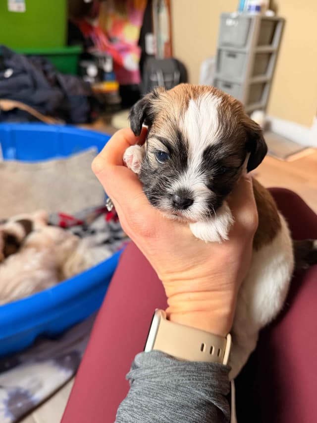 Chocolate Havanese Litter Expected May 15! media 3