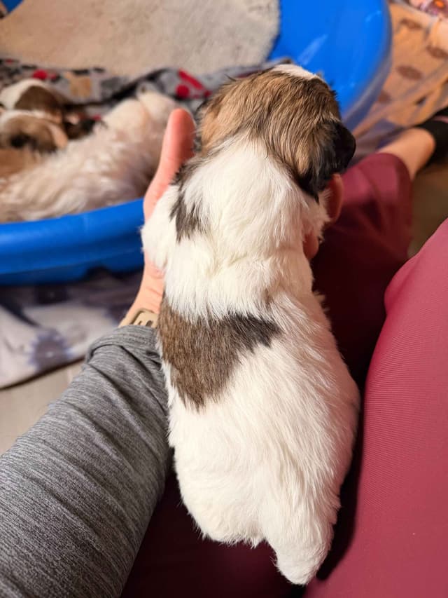 Chocolate Havanese Litter Expected May 15! media 5