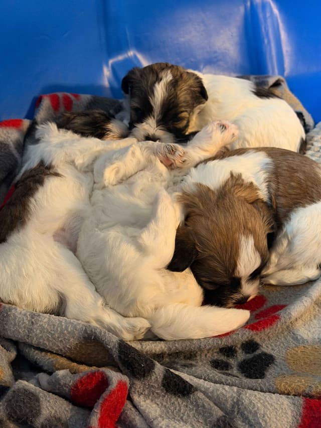 Chocolate Havanese Litter Expected May 15! media 6