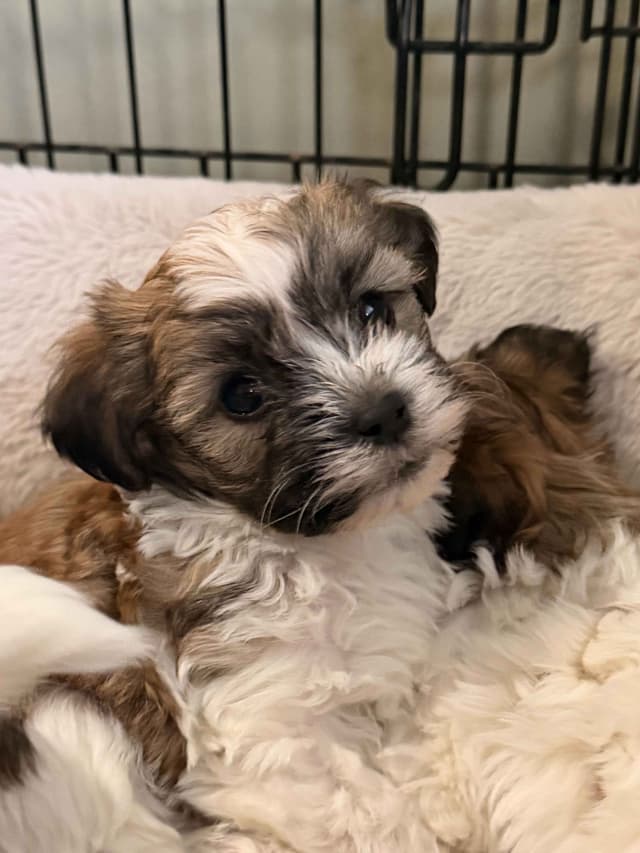 Chocolate Havanese Litter Expected May 15! media 10