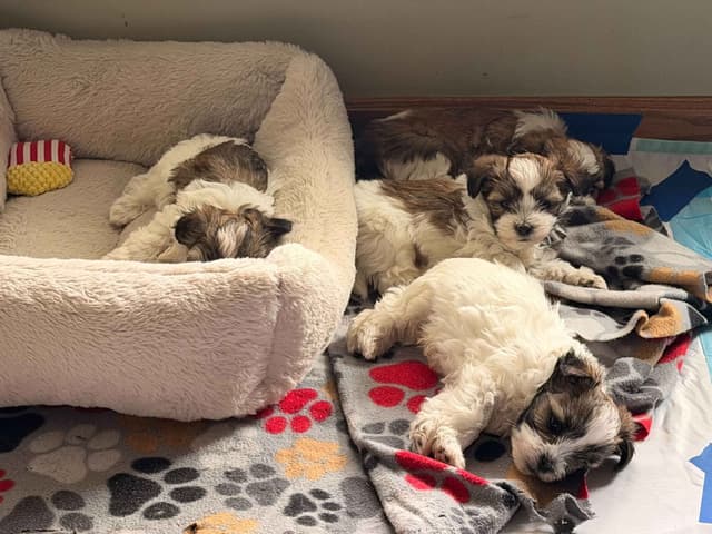 Chocolate Havanese Litter Expected May 15! media 11