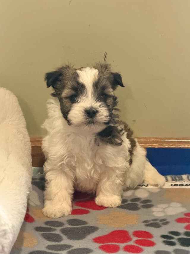 Chocolate Havanese Litter Expected May 15! media 12
