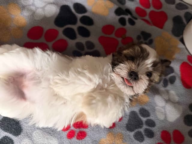 Chocolate Havanese Litter Expected May 15! media 13
