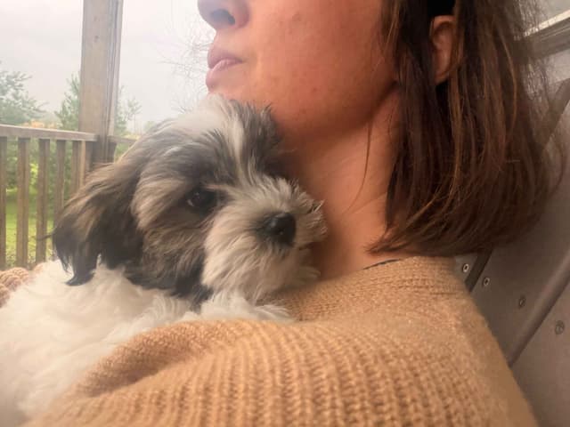 Chocolate Havanese Litter Expected May 15! media 14