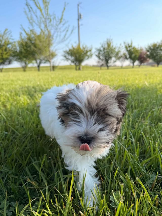 Chocolate Havanese Litter Expected May 15! media 15
