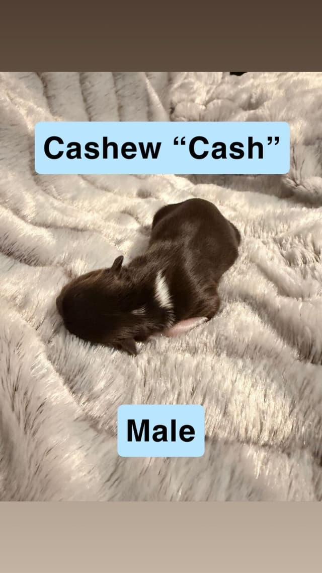 Chocolate Havanese Puppies – 2 Girls & 1 Boy Available media 3