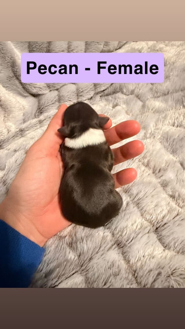 Chocolate Havanese Puppies – 2 Girls & 1 Boy Available media 4