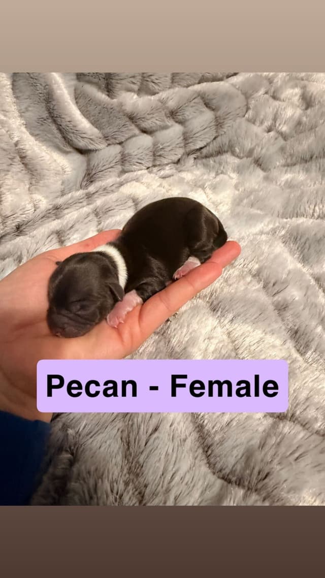 Chocolate Havanese Puppies – 2 Girls & 1 Boy Available media 5