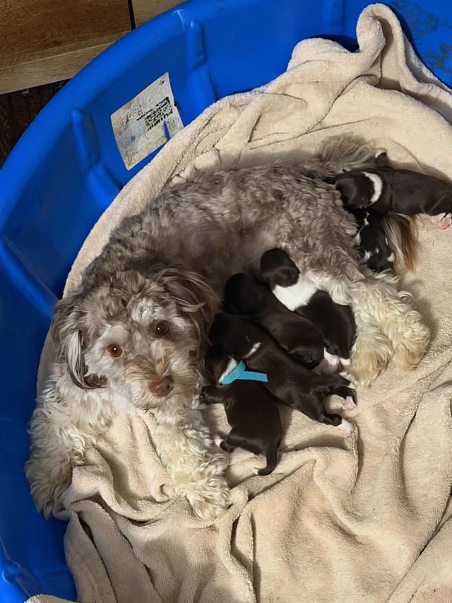 Chocolate Havanese Puppies – 2 Girls & 1 Boy Available media 6