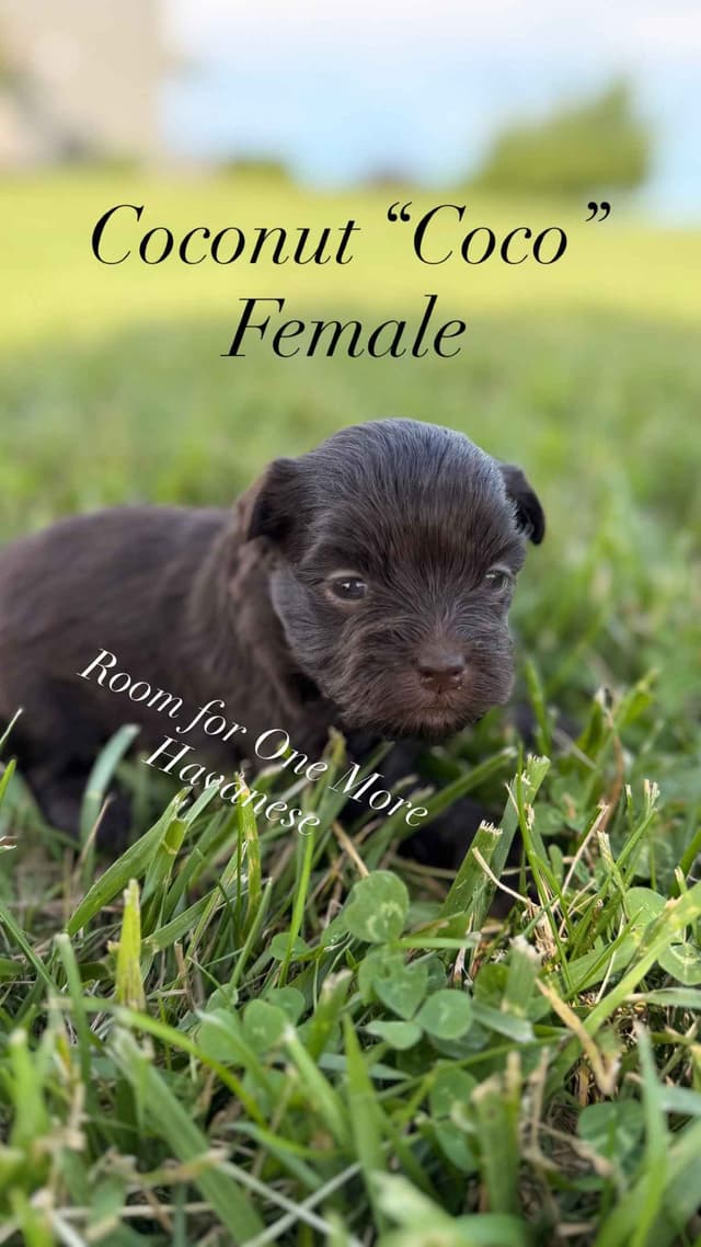 Chocolate Havanese Puppies – 2 Girls & 1 Boy Available media 7