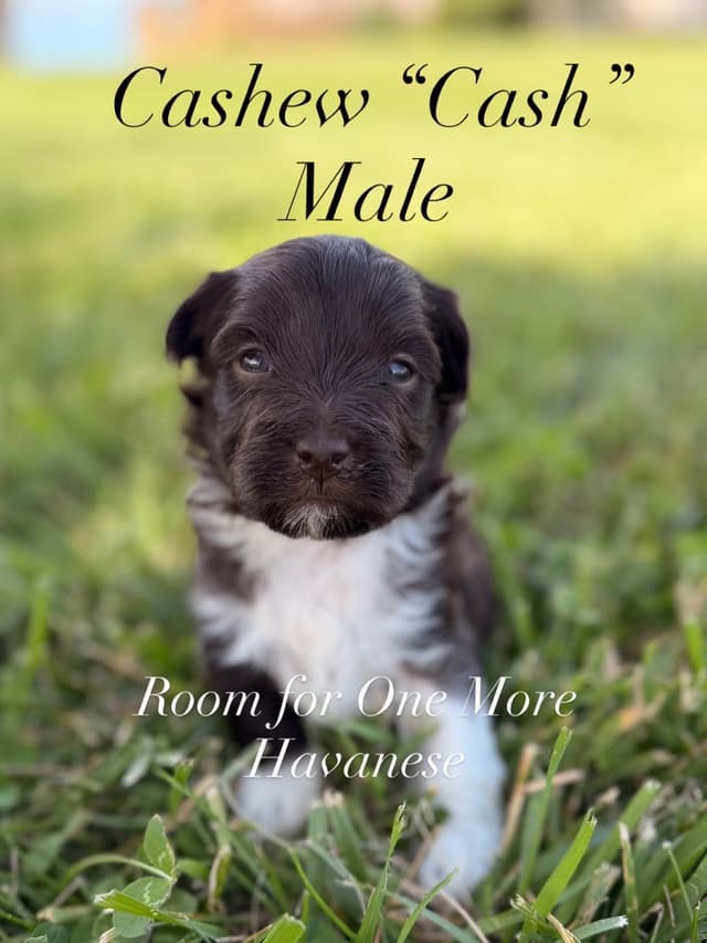 Chocolate Havanese Puppies – 2 Girls & 1 Boy Available media 9
