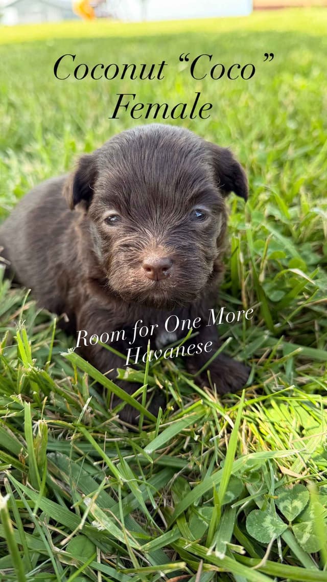 Chocolate Havanese Puppies – 2 Girls & 1 Boy Available media 10