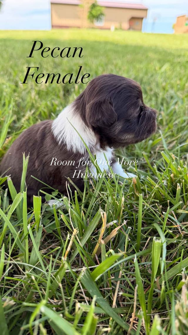 Chocolate Havanese Puppies – 2 Girls & 1 Boy Available media 11