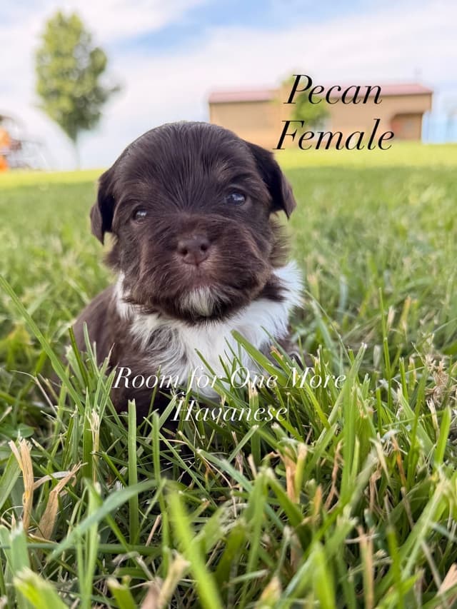 Chocolate Havanese Puppies – 2 Girls & 1 Boy Available media 12