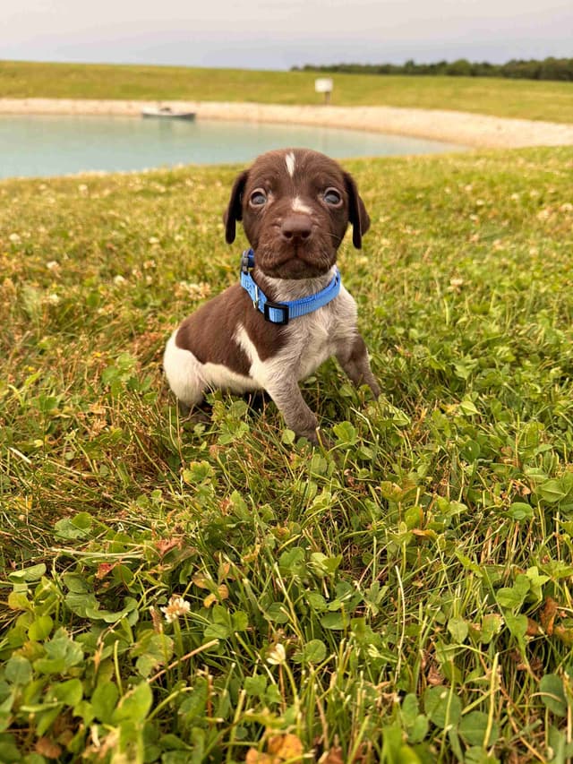 German Shorthaired Pointer Puppies - Liver Ticked Males + Females media 2