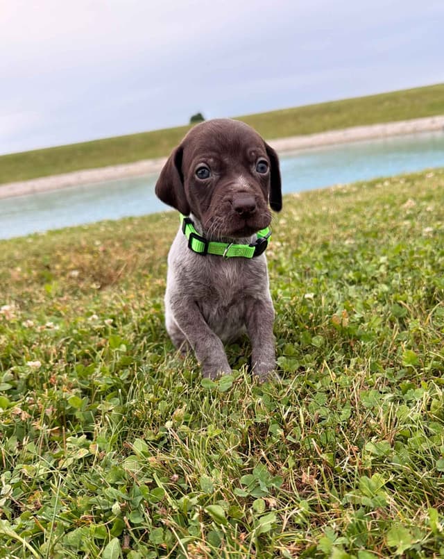 German Shorthaired Pointer Puppies - Liver Ticked Males + Females media 3