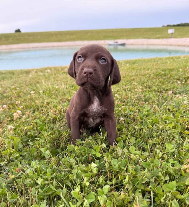 German Shorthaired Pointer Puppies - Liver Ticked Males + Females media 5
