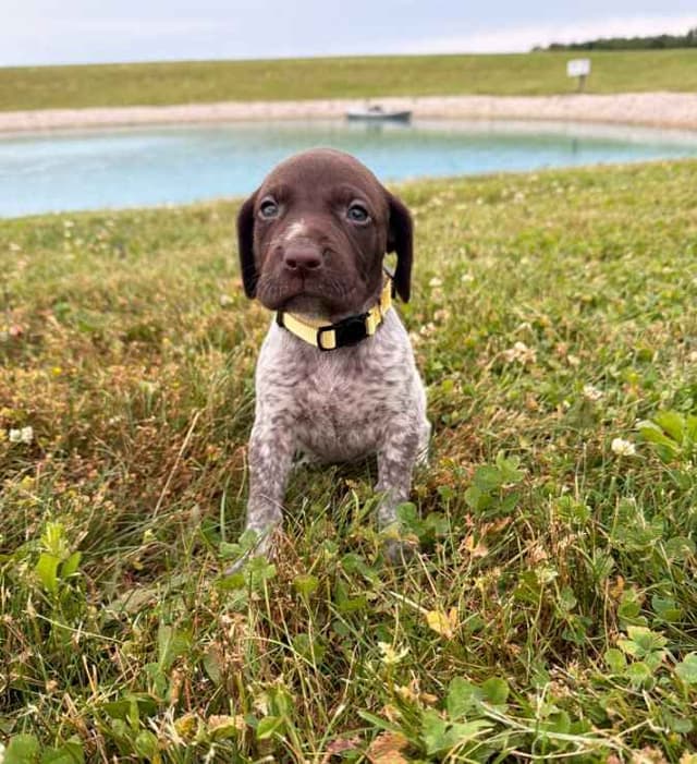 German Shorthaired Pointer Puppies - Liver Ticked Males + Females media 6