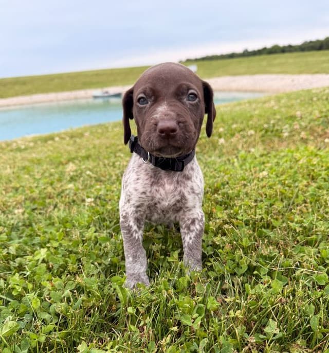 German Shorthaired Pointer Puppies - Liver Ticked Males + Females media 7
