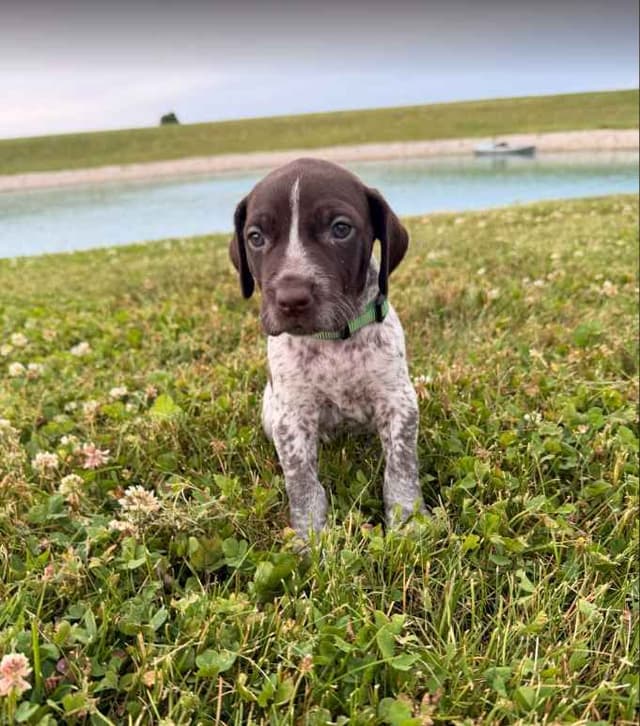 German Shorthaired Pointer Puppies - Liver Ticked Males + Females media 8