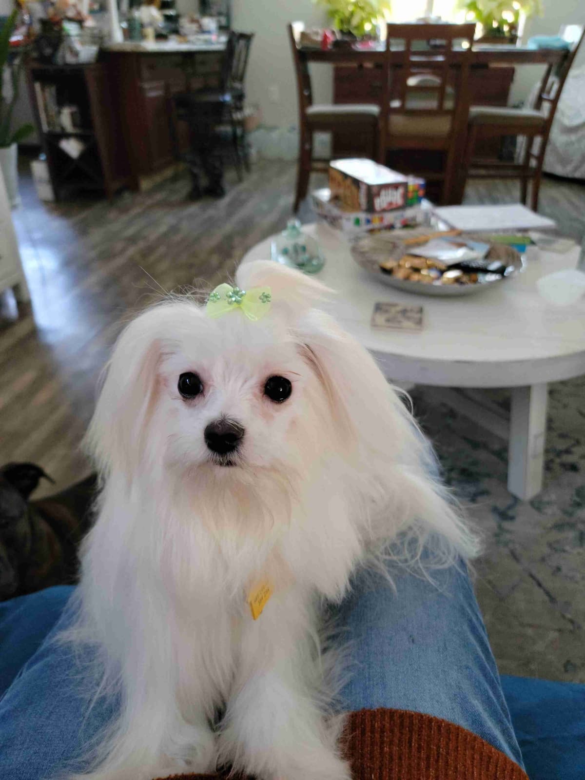 Maltese Puppies breeder image 2