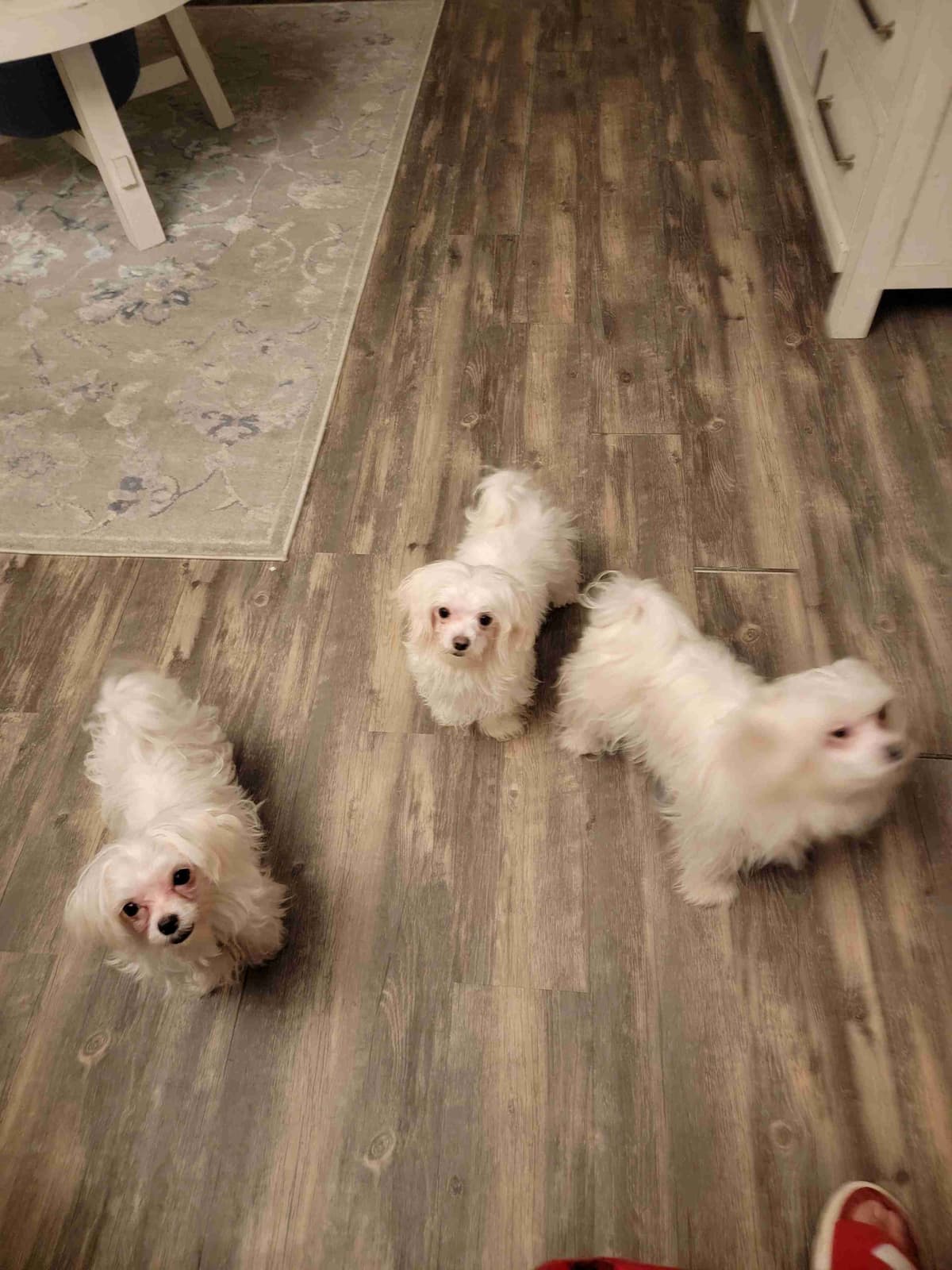 Maltese Puppies breeder image 3