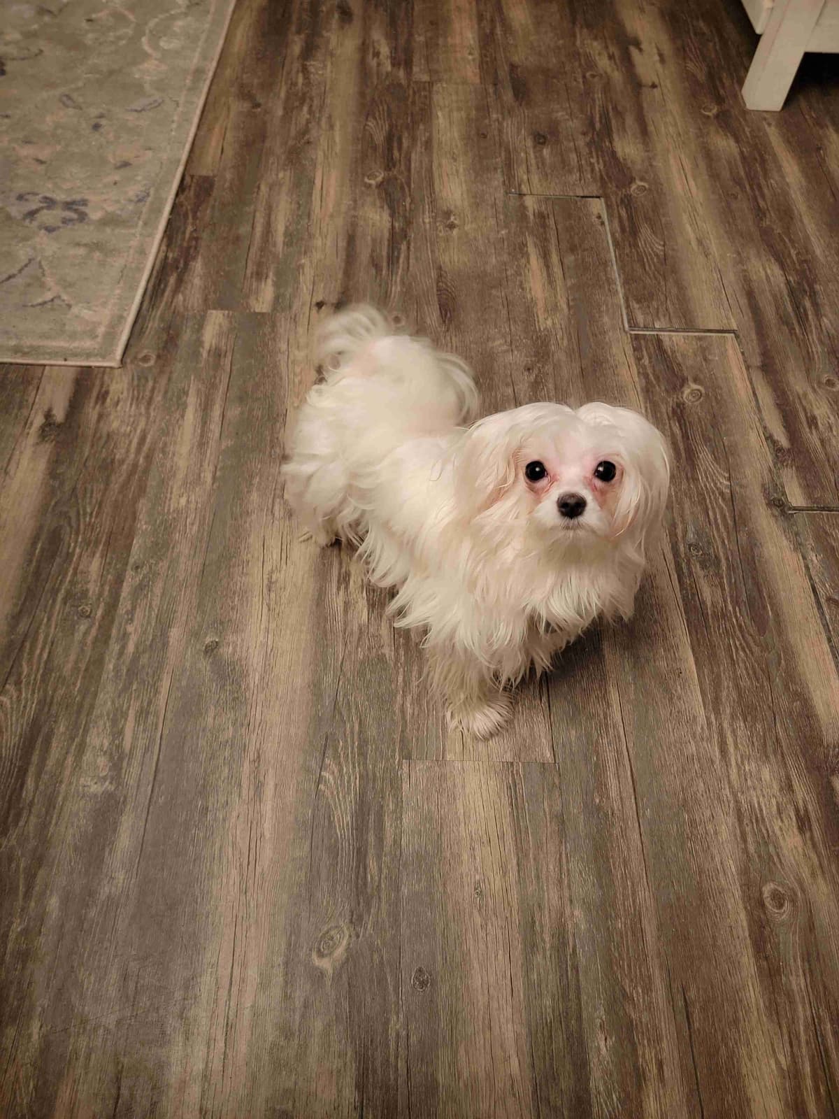 Maltese Puppies breeder image 1