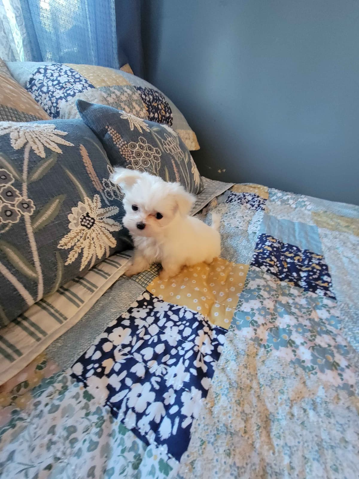 Maltese Puppies breeder image 5