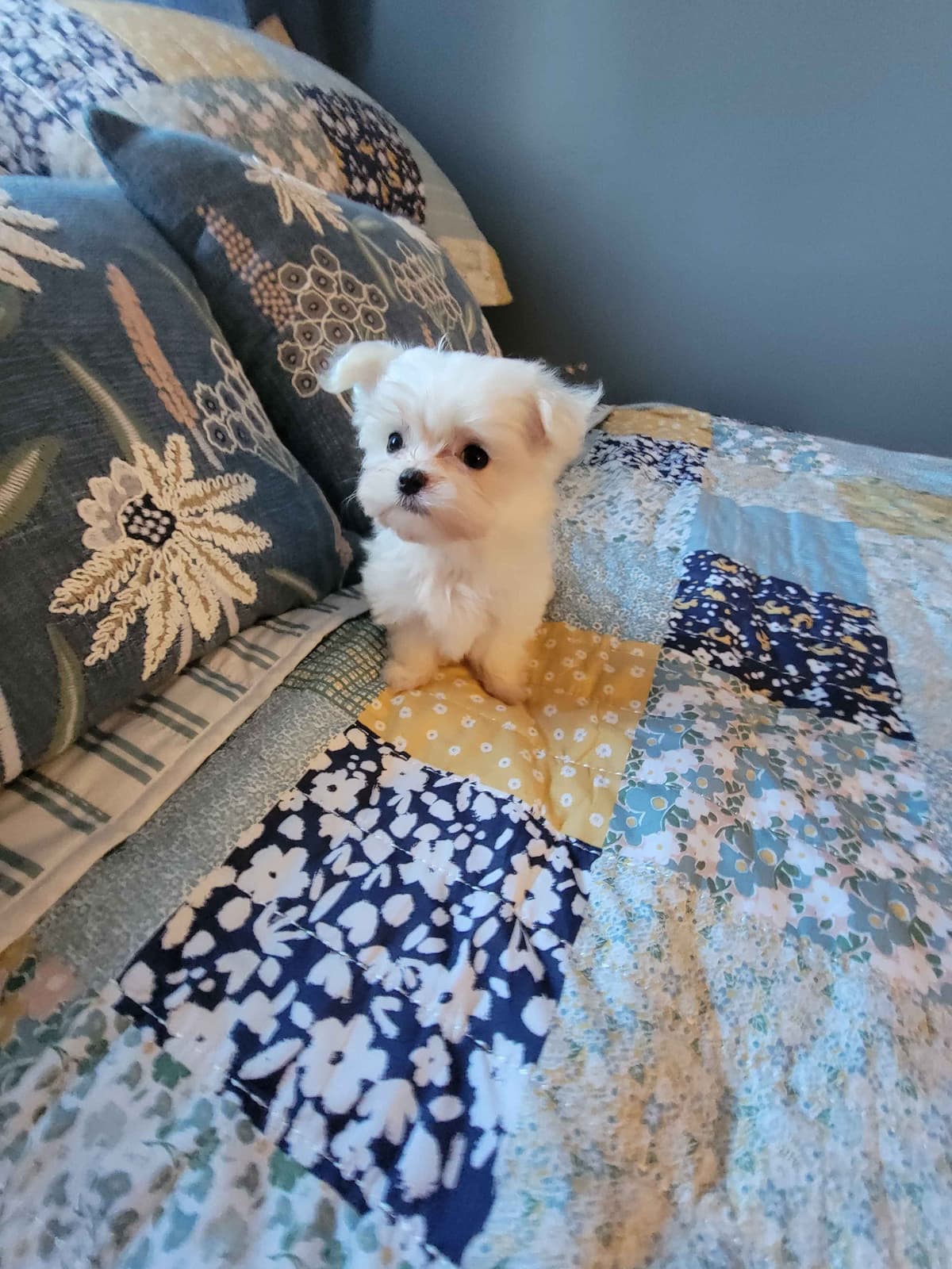 Maltese Puppies breeder image 7