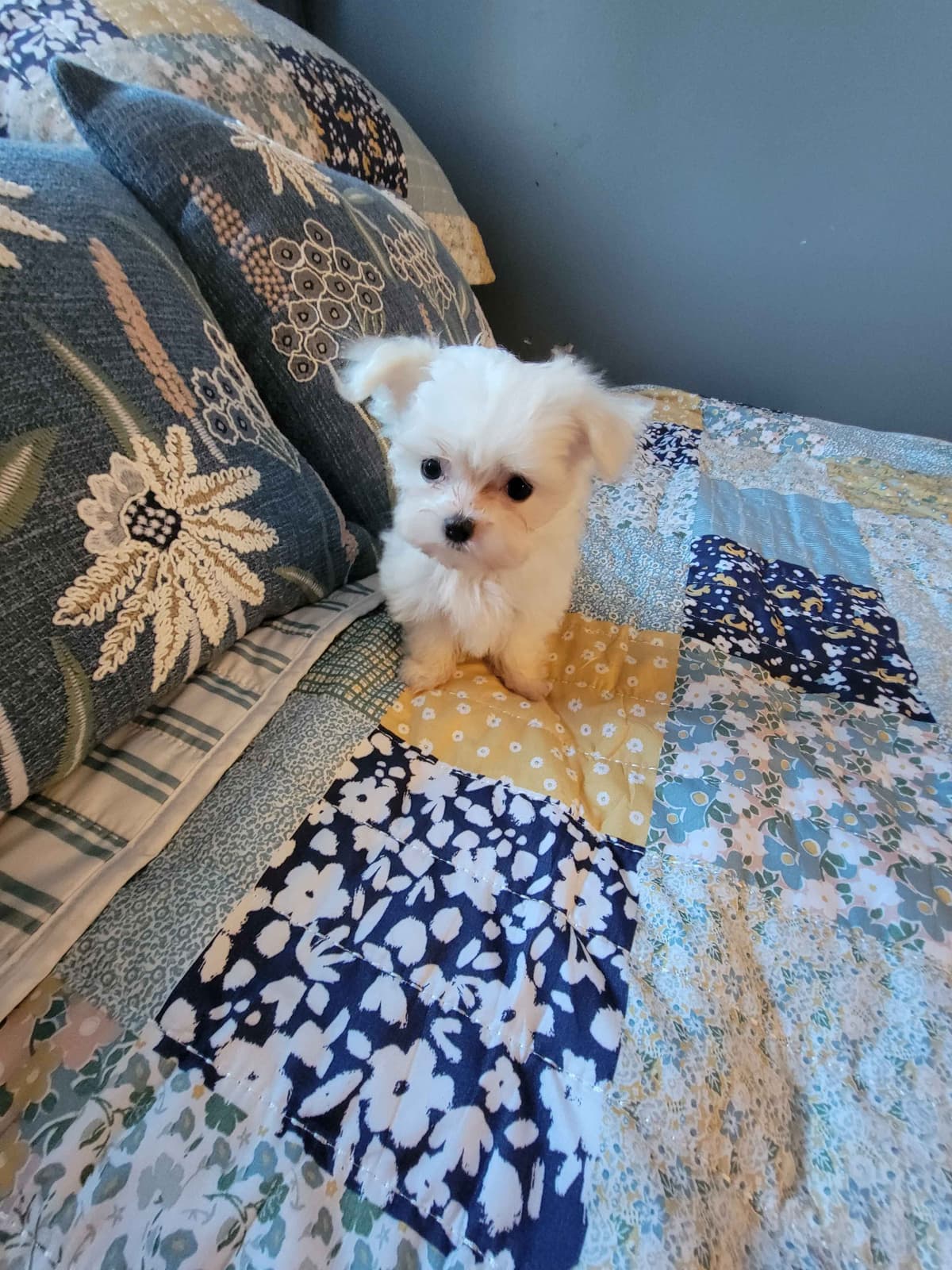 Maltese Puppies breeder image 6