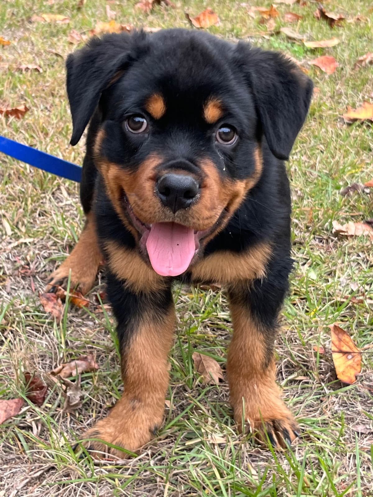 Rottweiler Puppies breeder image 3