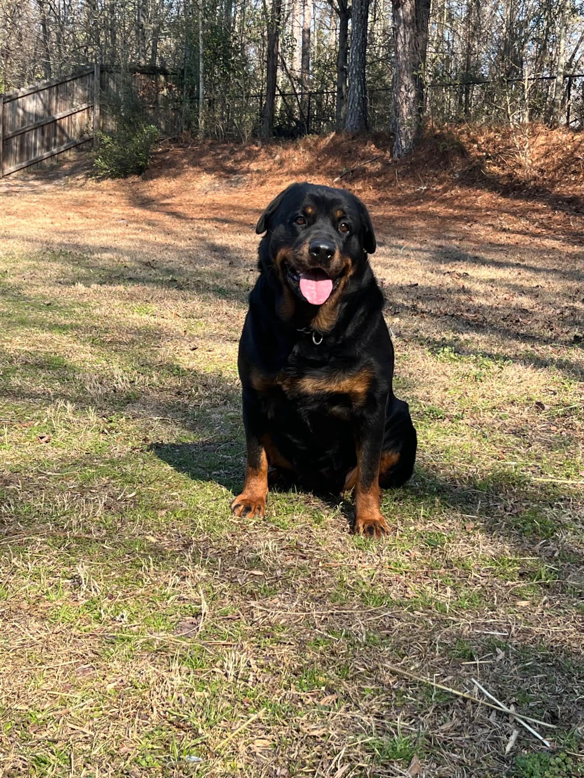 Rottweiler Puppies breeder image 4