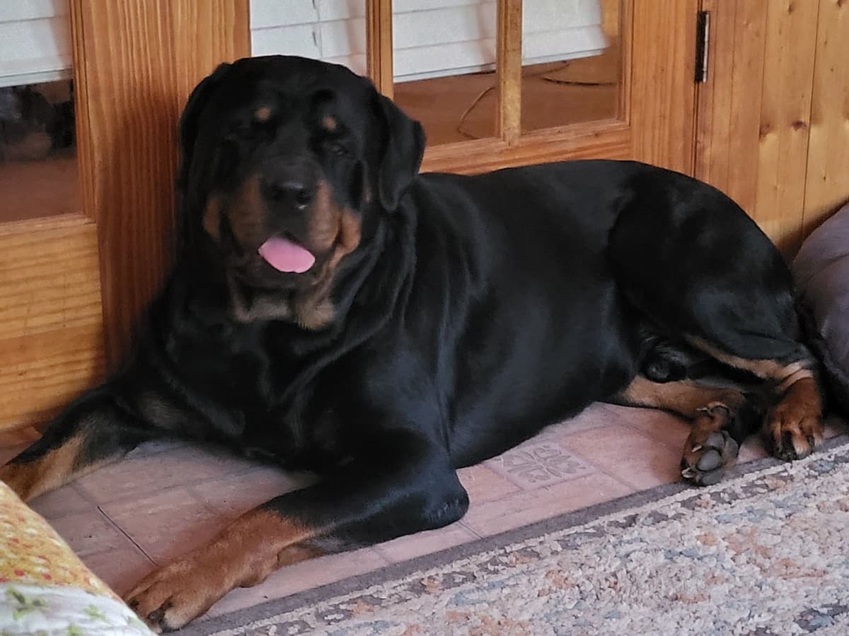 Rottweiler Puppies breeder image 5